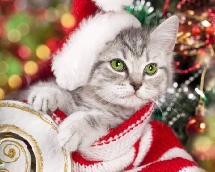 Новий 2023 рік, головні традиції свята