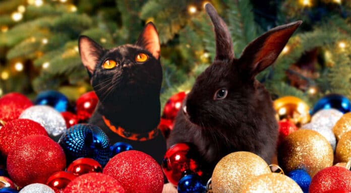 Зі світлом, чи без нього зустрічатимуть Новий Рік українці?