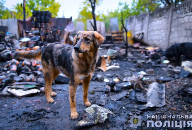 Загинуло багато тварин під час пожежі притулку в Запоріжжі