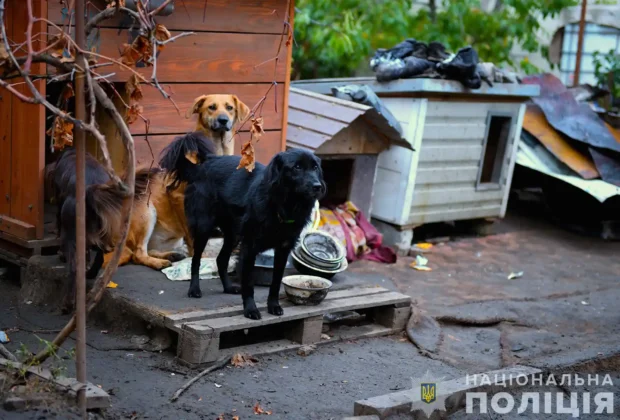 Загинуло багато тварин під час пожежі притулку в Запоріжжі