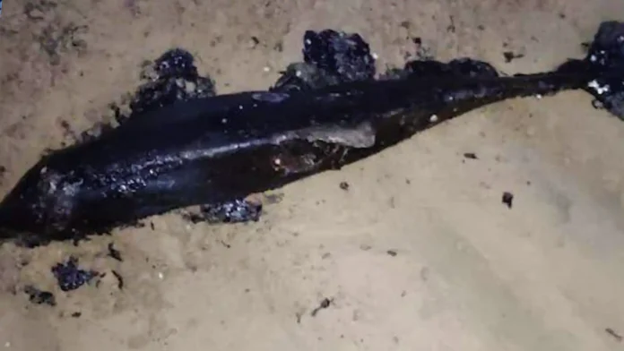 Через російські нафтопродукти в Криму загинуло багато дельфінів