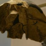 У Китаї дослідили череп, що не належить жодному виду людей