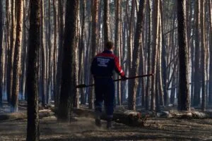 Збитки від знищення лісів на Луганщині окупантами та вогнем