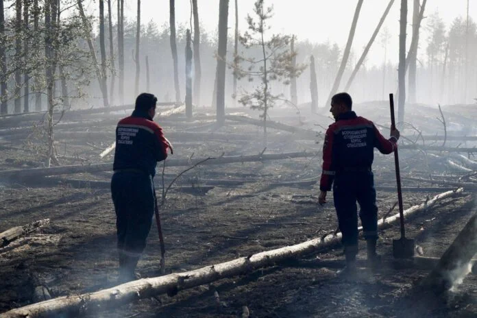 Збитки від знищення лісів на Луганщині окупантами та вогнем