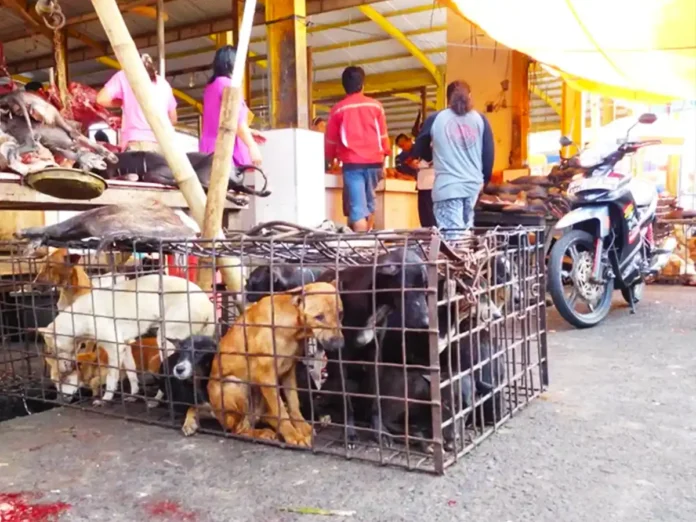 Джакарта готує заборону на м’ясо собак і котів