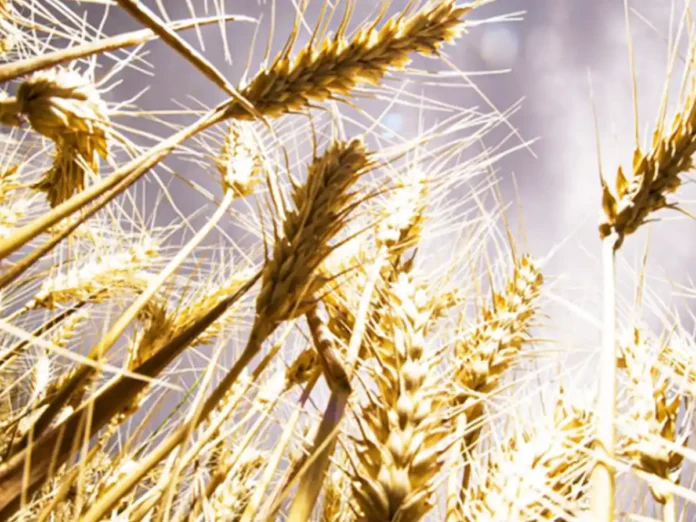 Україна очікує зростання врожаю у 2025 році на 6% — Мінекономіки