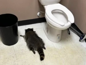 П'яний єнот в алкомаркеті США влаштував погром