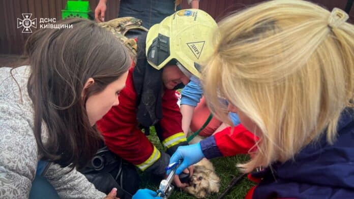 Наслідки атаки на Київщину: є загиблі, поранені, пошкоджено ветеринарну клініку